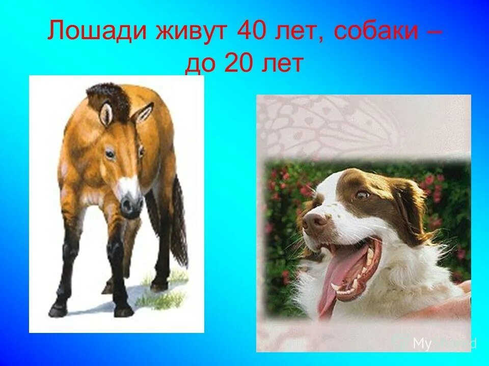 средняя жизнь коня. жизнь коня. продолжительность жизни лошадей в среднем. живые лошади. любимая лошадь.