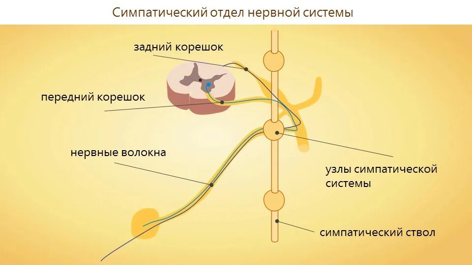 Структура симпатической нервной системы. Строение симпатической системы. Симпатический отдел нервной системы человека. Симпатическая нервная система анатомия. Нервы мочеиспускание