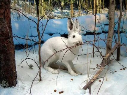 Заяц кормится корой деревьев