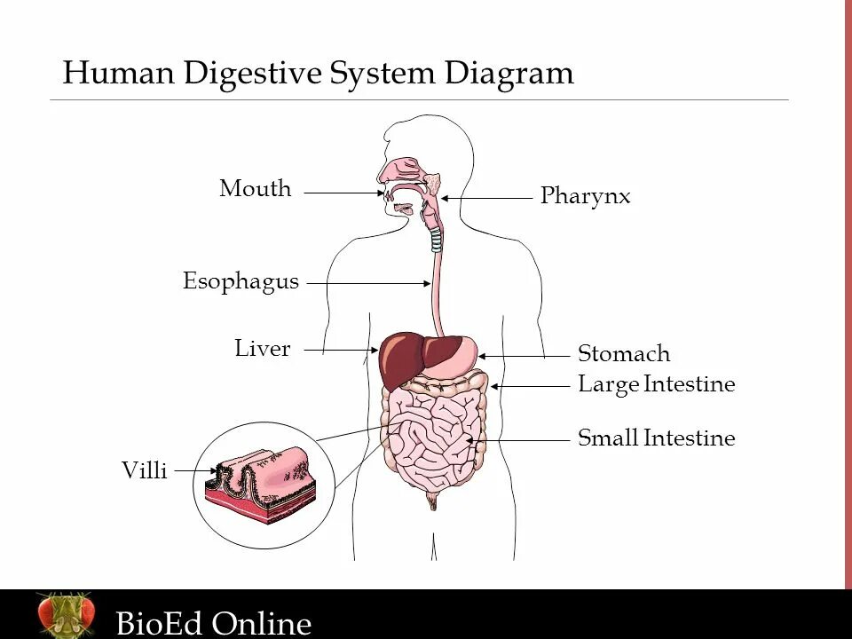 Human org. Пищеварительная система человека на английском. Human Digestive System for Kids. Camel digestion System diagram.
