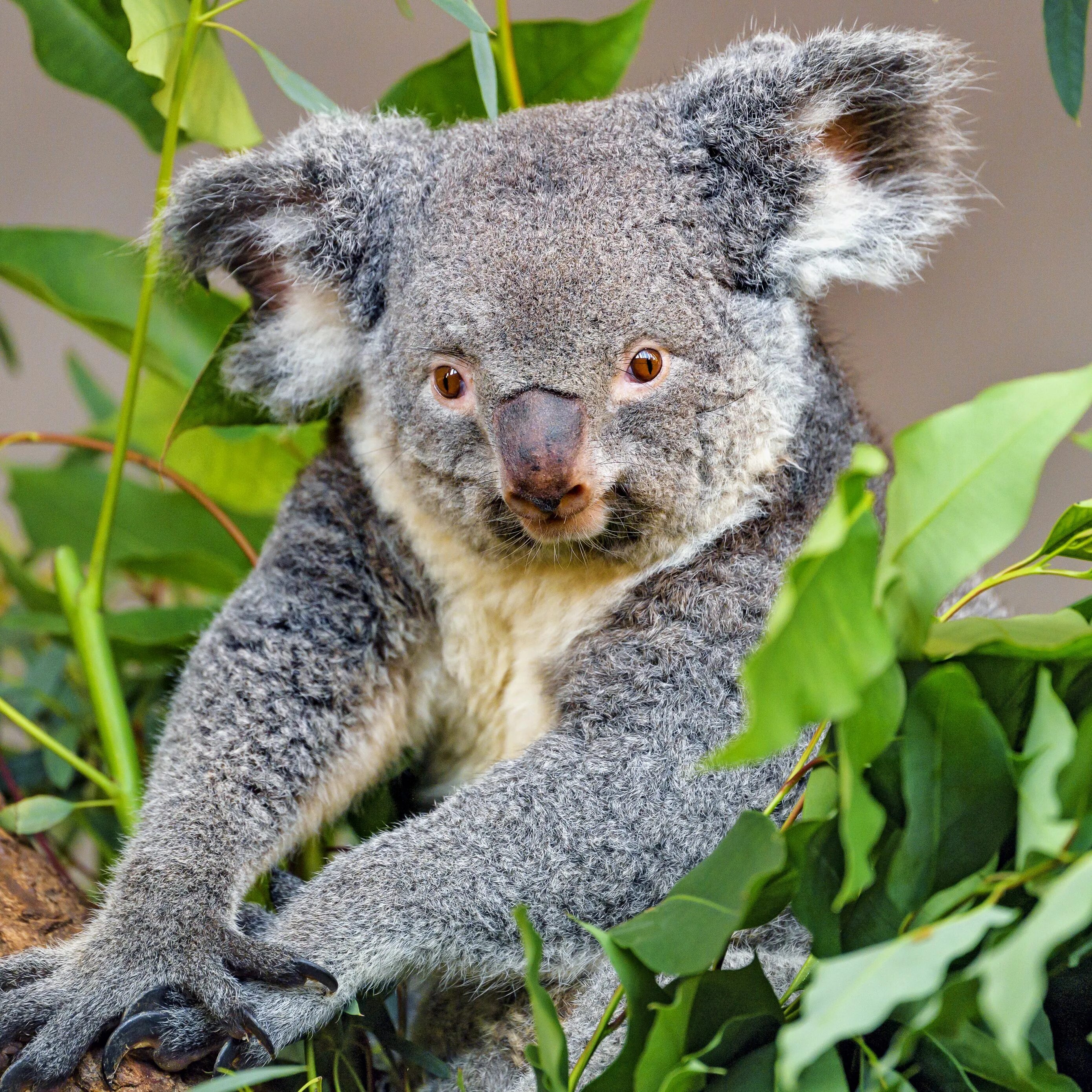 Серая коала. Серый коала Дикие Австралии. Пушистая коала. Коала на бамбуке. Красная коала