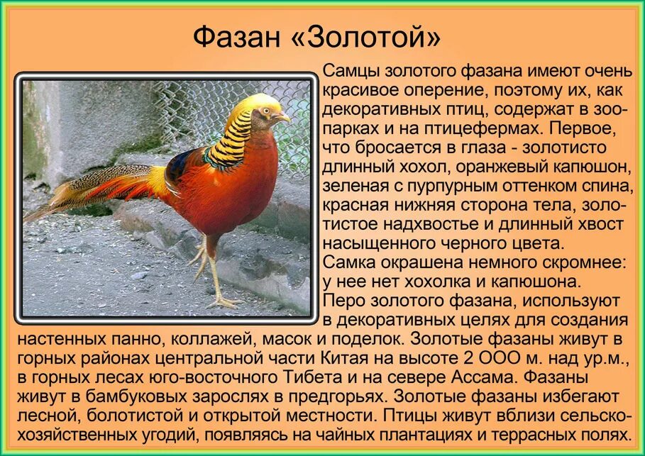 Золотой фазан описание. Золотой фазан самец. Золотой королевский фазан. Золотой фазан. Королевский фазан красный.