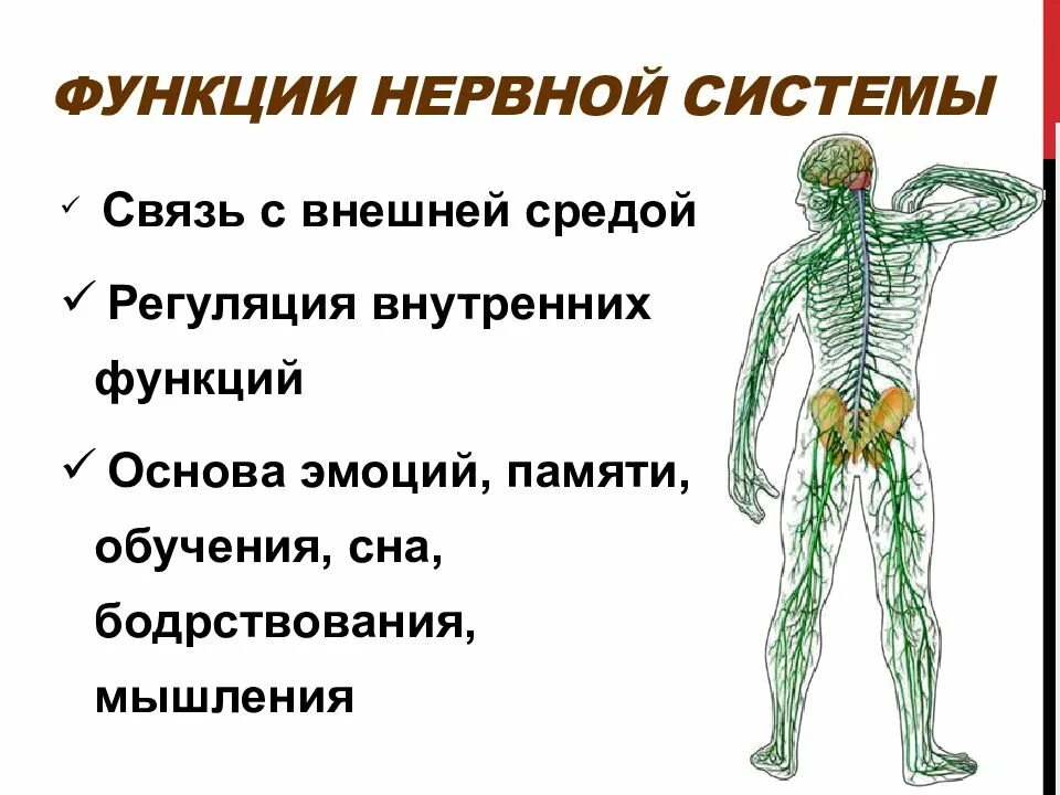 Какова роль нервной системы. Функции которые выполняет нервная система в организме человека. Нервная система строение и функции нервной системы. Функции нервной системы человека 8 класс биология. Основные функции нервной системы 6 класс биология.