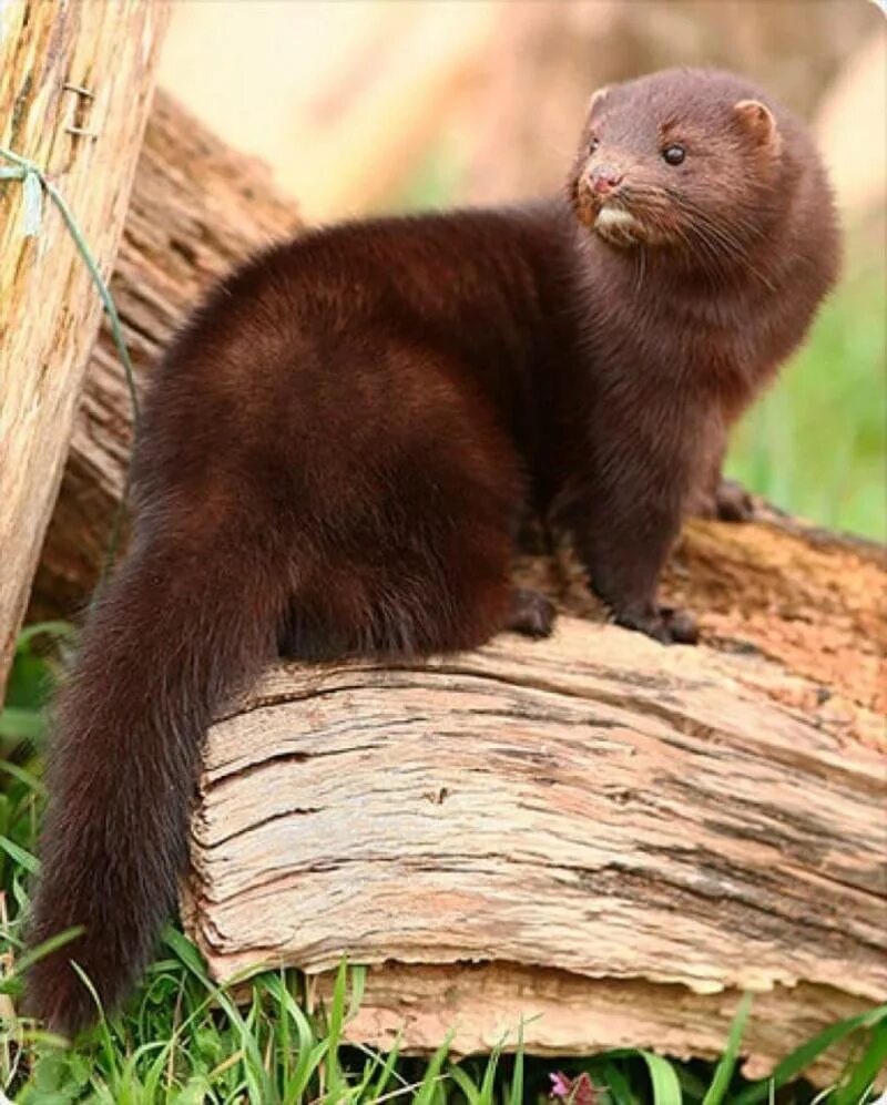 Есть животное норка. Европейская норка mustela lutreola (linnaeus, 1761). mustela lutreola норка. американская норка (mustela vison). северная европейская норка (mustela lutreola lutreola).