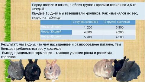 Сколько нужно раз кормить кролика