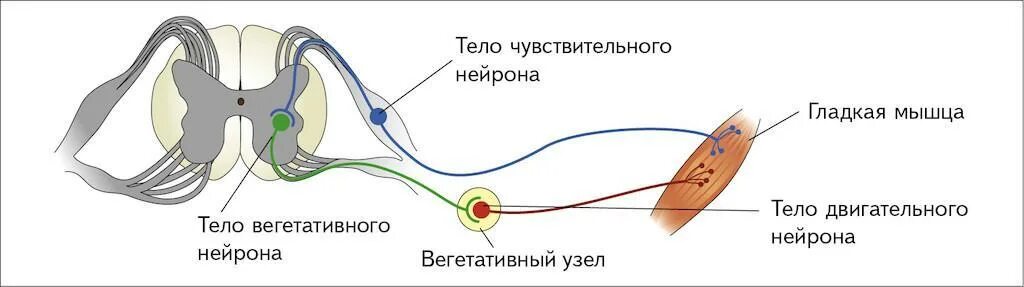 Парасимпатическая рефлекторная дуга схема. Симпатическая рефлекторная дуга схема. Рефлекторная дуга вегетативного парасимпатического рефлекса. Вегетативная симпатическая рефлекторная дуга схема. Этапы прохождения импульса