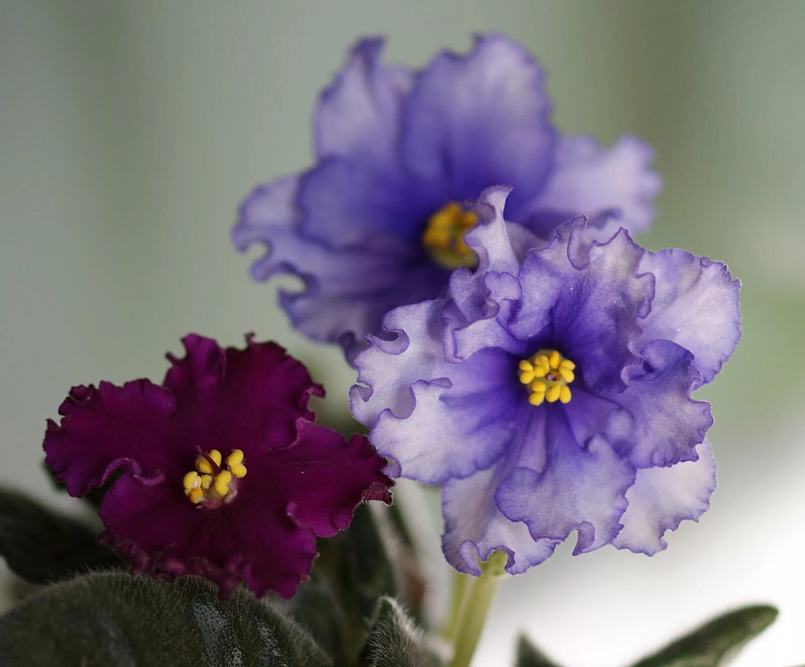 Ле вивьен фиалка. Блонди фиалка фото. Ле вивьен фиалка. Фиалка е. Фиалка е.