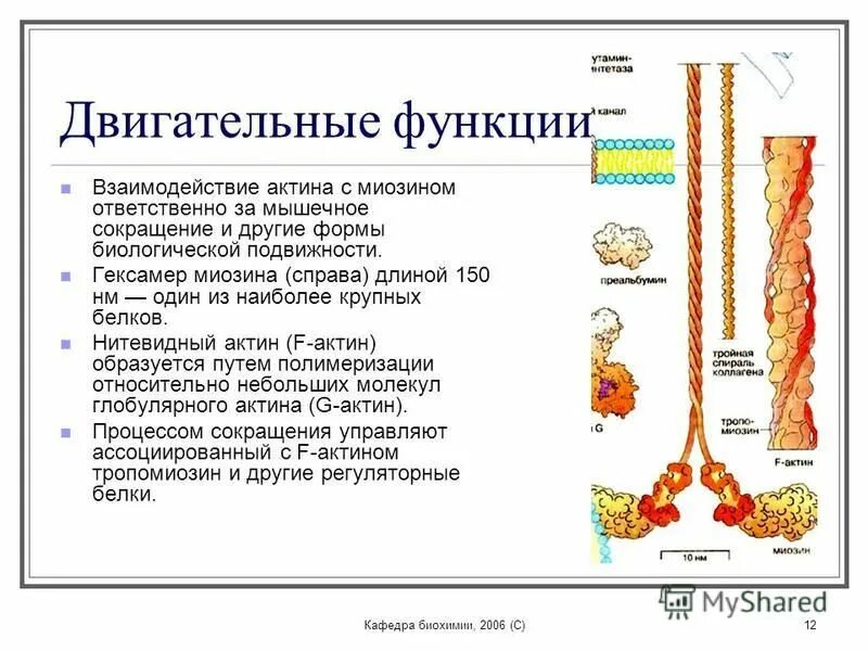 Сокращение актина и миозина