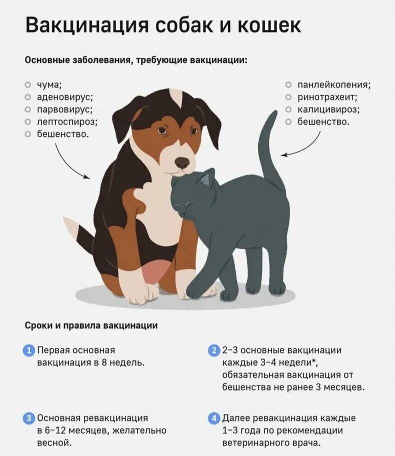 Проект ветеринарных правил. Прививки щенкам схема вакцинации. Прививки и вакцины для собак в 1 год. Какие прививки надо делать собаке до 1 года. Вакцины для собак схема.