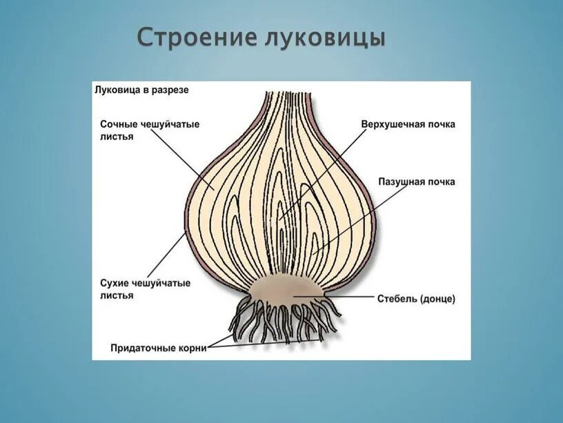 Функции сухих чешуйчатых листьев. Функции сухих чешуйчатых листьев