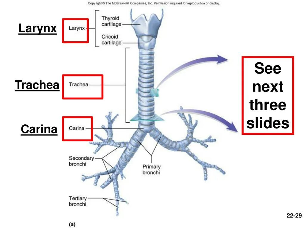 Бронхи на латыни. Трахея (trachea). Carina tracheae анатомия. Trachea Anatomy.
