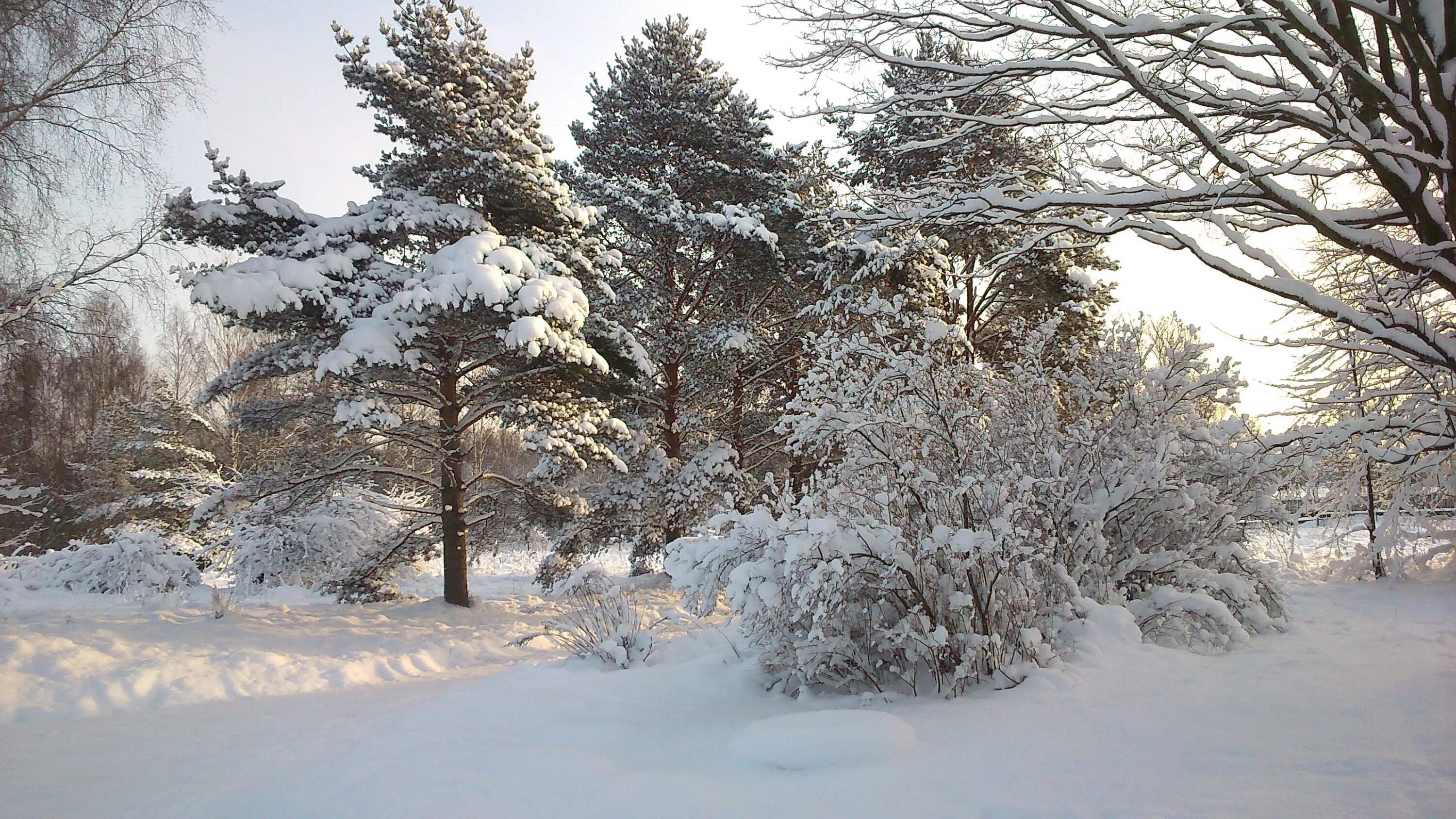 Зимнее очарование пейзаж. Морозная стужа. Очарование зимы. Зимняя стужа. Морозная стужа.