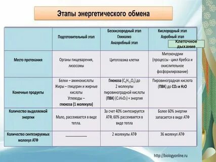 Этапы энергетического обмена происходящие процессы