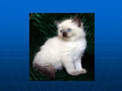 Какого про кошек