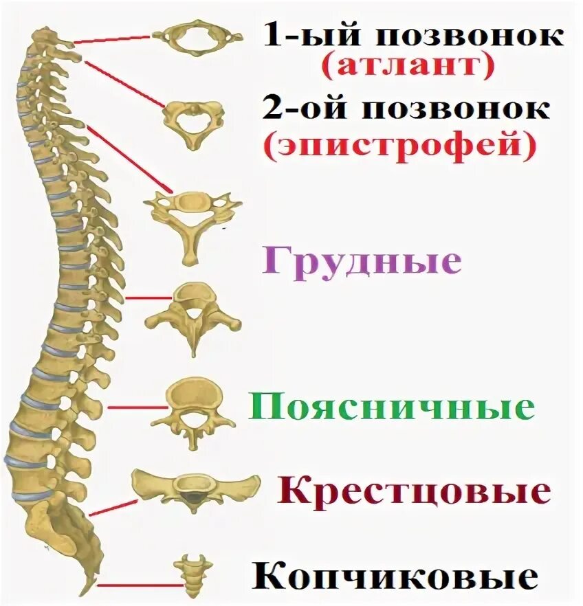 Приспособления скелета к прямохождению. Особенности человека связанные с прямохождением. Особенности строения скелета связанные с прямохождением. Приспособления к прямохождению у человека.