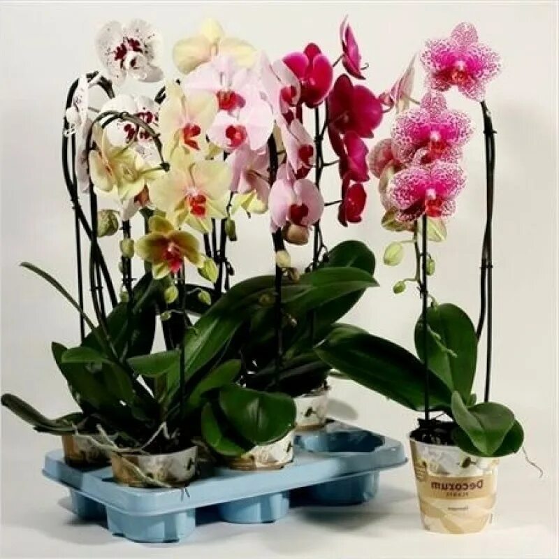 Орхидея фаленопсис Каскад микс. Орхидея фаленопсис микс. Phalaenopsis 1st Mix Extra. Decorum орхидеи. Орхидеи зимой как ухаживать