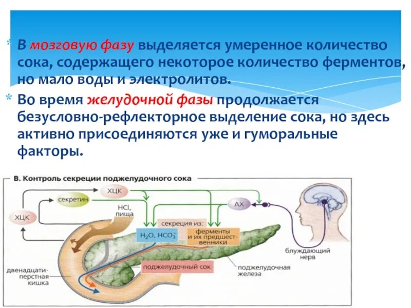 Сколько фаз выделяют. Мозговая фаза пищеварения. Мозговая фаза секреции поджелудочного сока. Безусловно рефлекторное выделение желудочного сока. Вагусная фаза пищеварения.