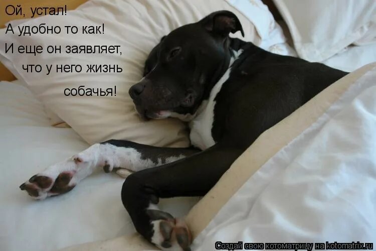 Почему говорят устал как собака. Устал как собака. Устал как бобик. Уставшая собака. Почему говорят устал как собака.