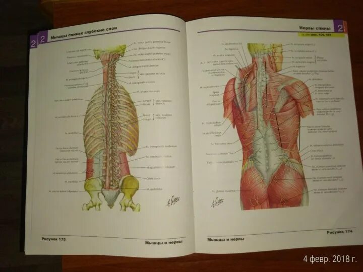 Атлас анатомии Неттера. Анатомический атлас человека Фрэнк Неттер. Атлас человека Неттера иллюстрации. Неттер атлас анатомии 2 том.