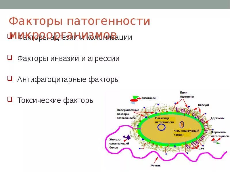 Факторы патогенности и вирулентности микробиология. Факторы адгезии микробиология. Факторы патогенности ферменты агрессии и инвазии. Факторы патогенности микроорганизмов. Ферменты патогенности