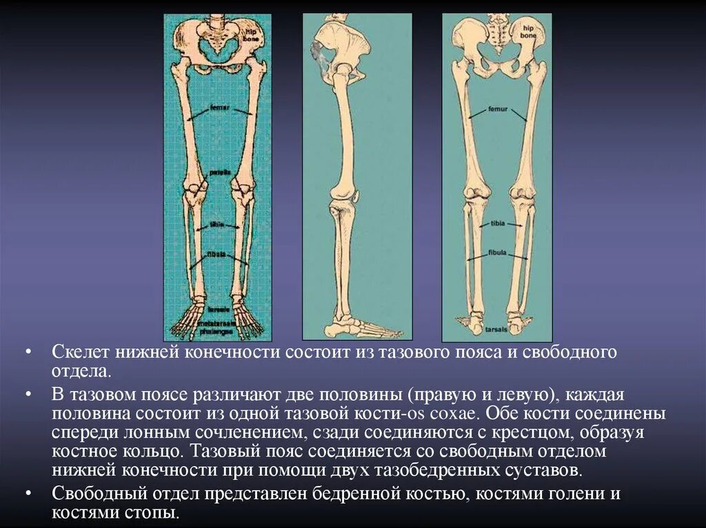 Нижние конечности являются. Скелет скелет нижних конечностей. Кости скелета пояса нижних конечностей. Скелет тазового пояса. Скелет кости нижней конечности скелет.