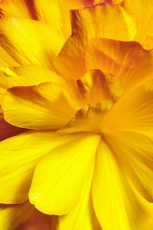Цветущие деревья тайланда. Азия цвет желтый. Yellow цвет. Красивые палитры с желтым. Тайские желтые цветы.