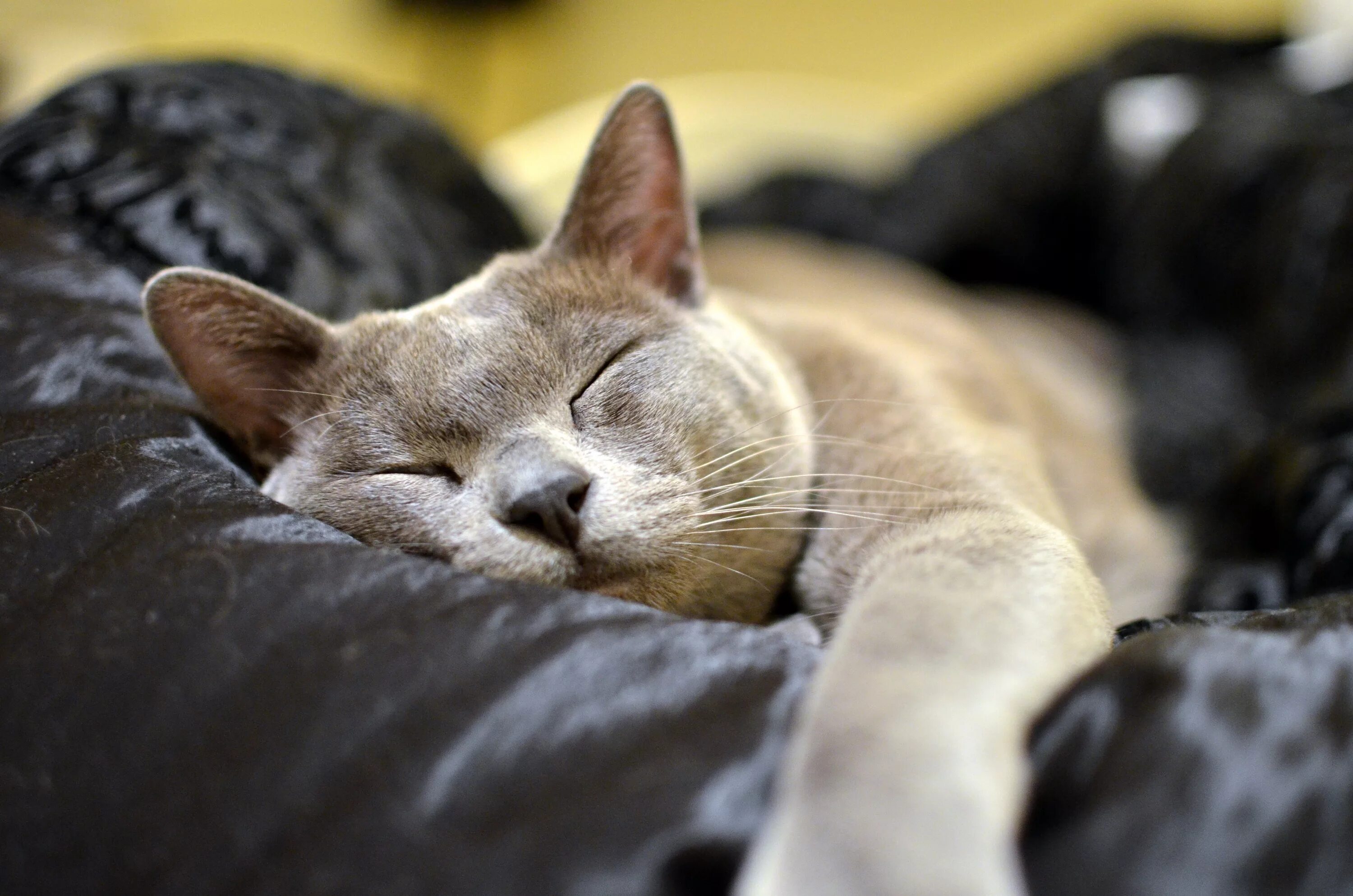 Бурманская кошка. Спящий кот. Спящие котики. Кошка приходит спать