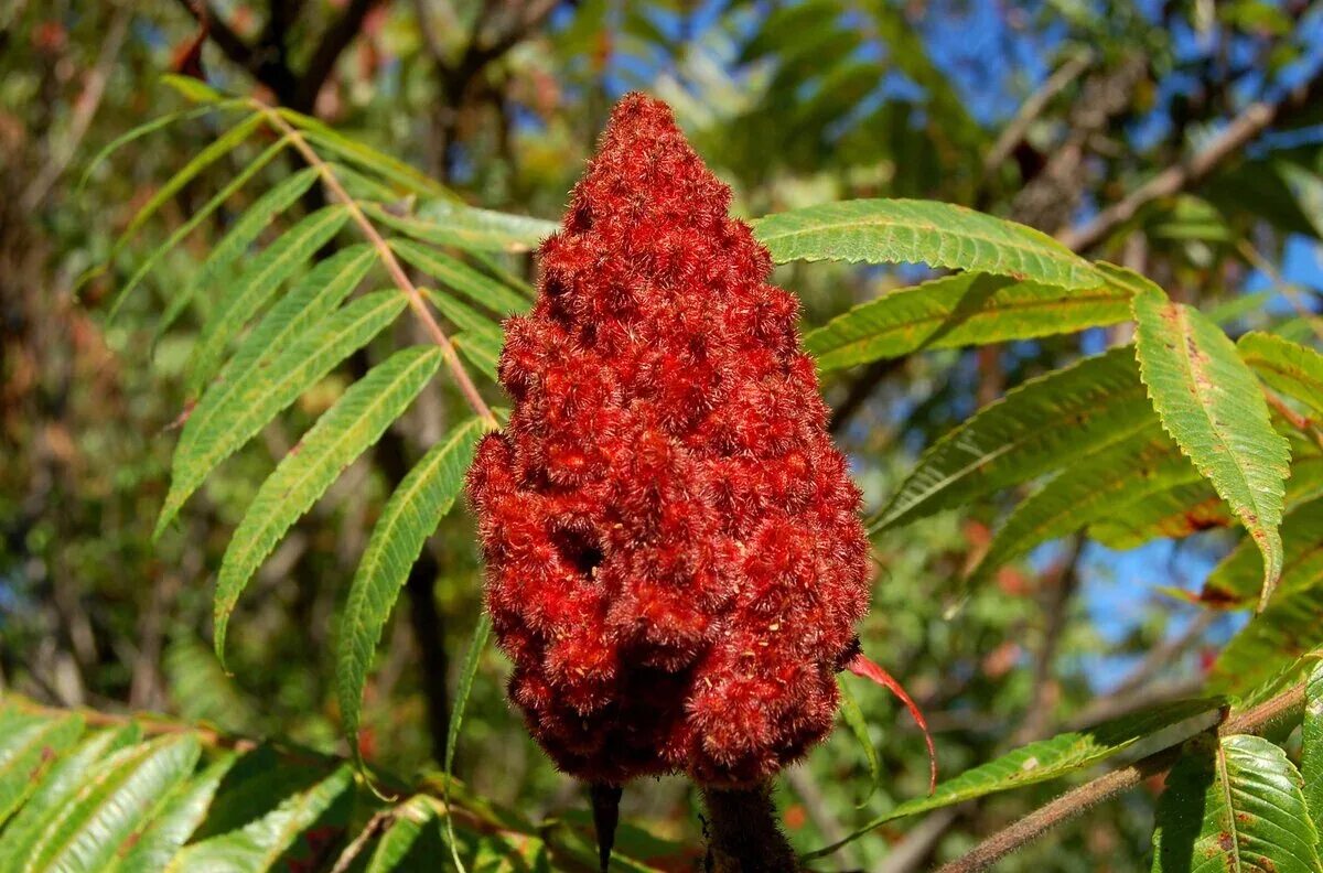 Сумах с з. Сумах дубильный (rhus coriaria. сумах оленерогий уксусное дерево. сумах дубильный фармакогнозия. сумах дубильный – rhus coriaria l..