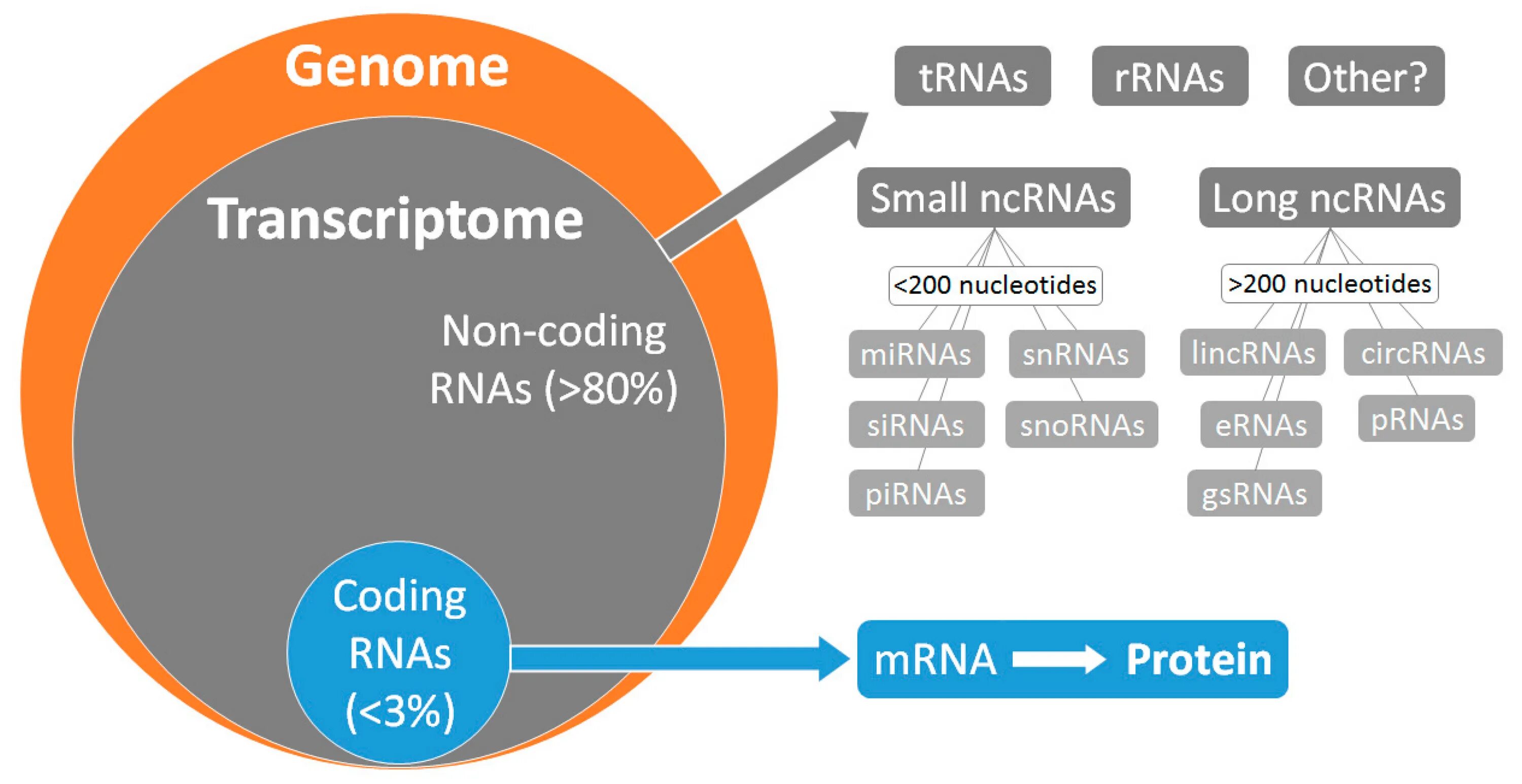 Cost action. Non coding RNA. Disease in non-coding RNA. Ваг кодинг. Roles in disease in non coding RNA.