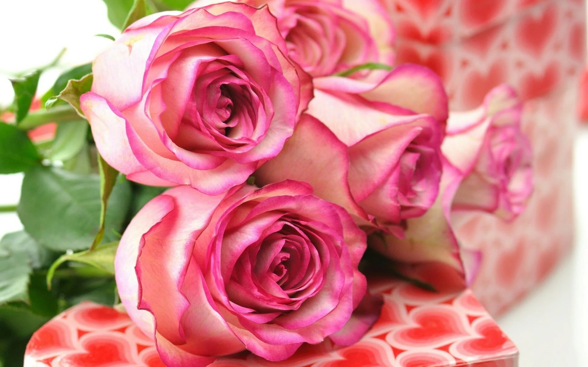 Картинки розе на заставку телефона. Красивые цветы. Красивые цветы розы. Розы обои. Розовые цветы.