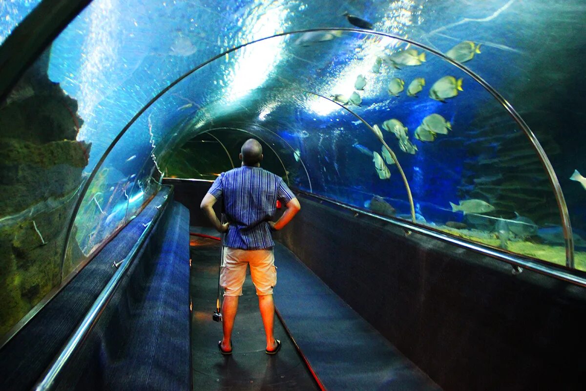 Океанариум фукуок. Зоопарк океанариум. Океанариум siam ocean world. Vinpearl фукуок океанариум. Тихоокеанский аквариум лос анджелес.