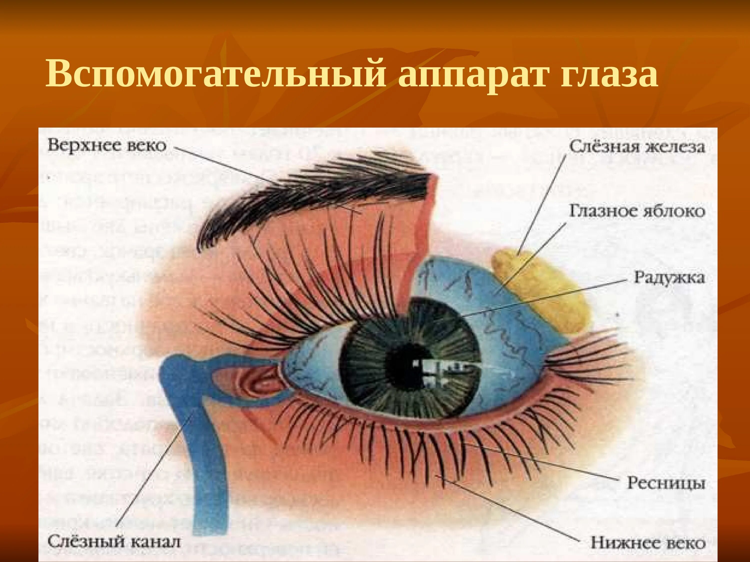 Вспомогательный аппарат глазного яблока анатомия. Анатомические структуры глаза. Внешнее строение глаза вспомогательные органы. Строение глаза человека внутри.