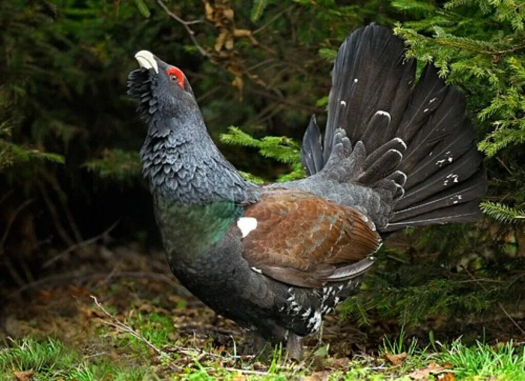 Глухарь - Capercaillie. Глухарь (Tetrao urogallus). Обыкновенный Глухарь Косач. Чернобрюхий Глухарь. Глухарь где обитает природная