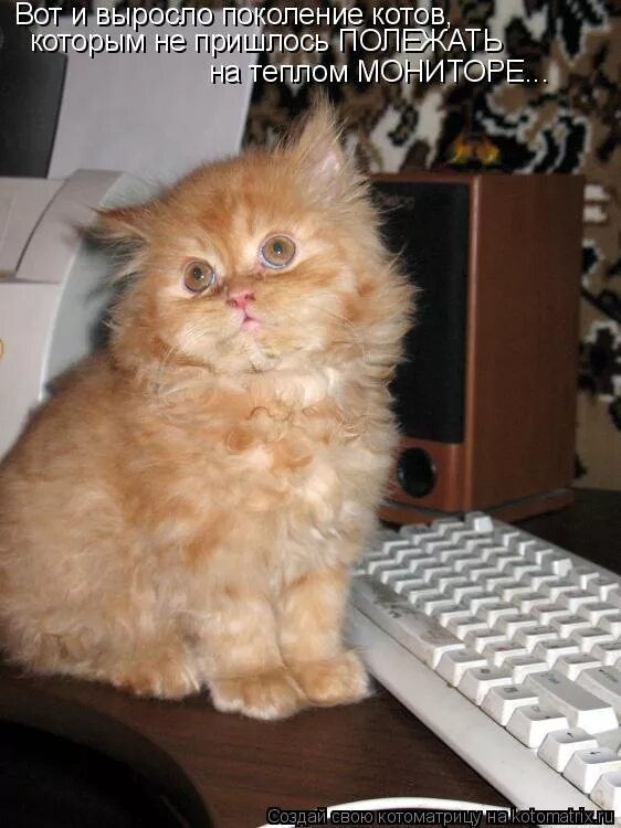 Ну не знаю. Смешные коты не знаю. Мужик подожди чет спрошу. Цитаты. Ты ничего не знаешь мем.