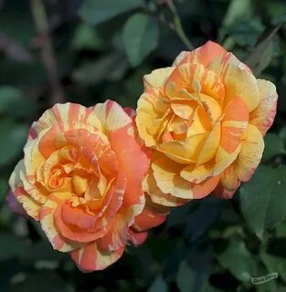 Marvels rose