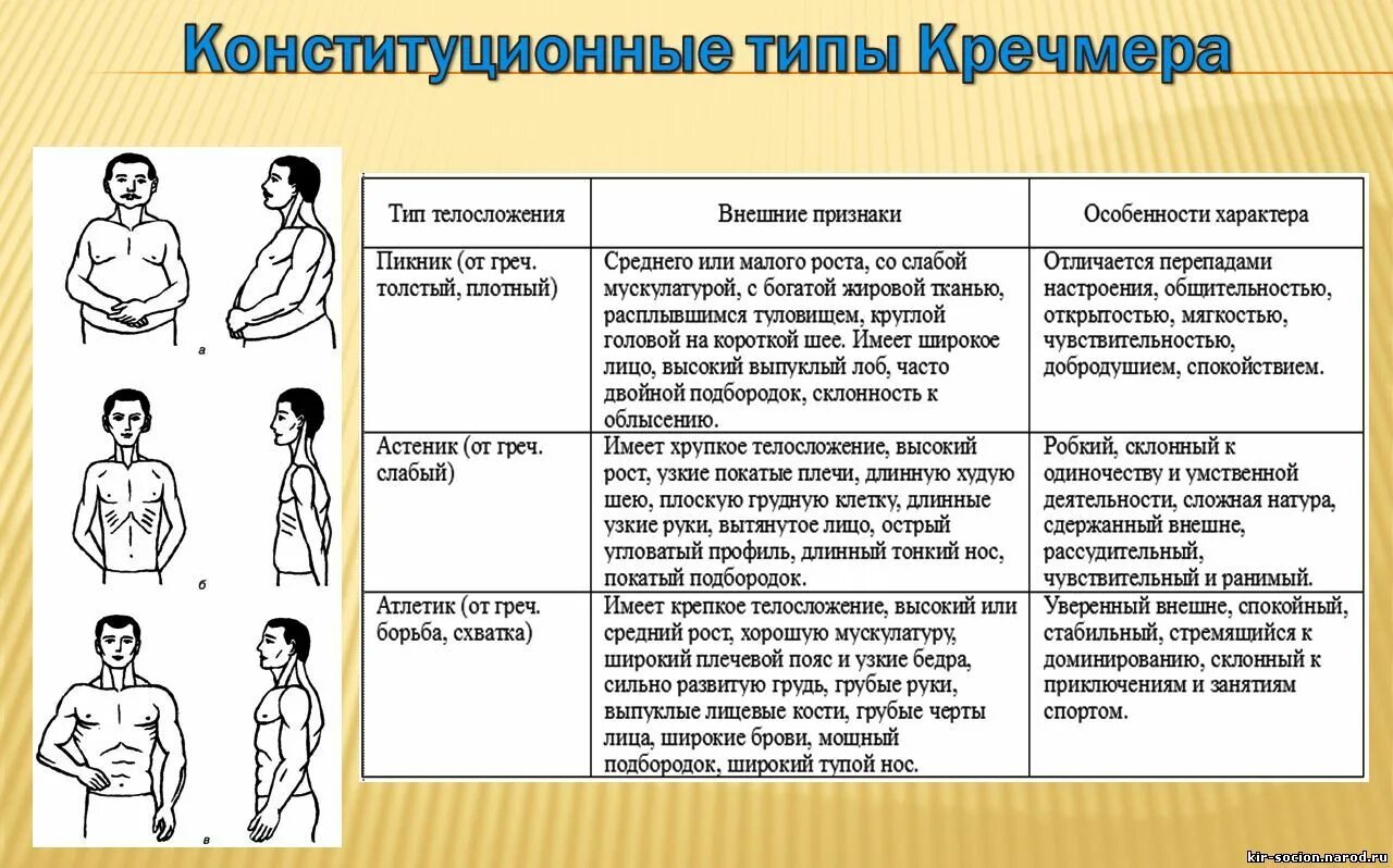 Пикник атлетик. Типы телосложения по Кречмеру астеник пикник Атлетик. Астеник Кречмер. Пикник Атлетик астеник по Кречмеру. Астеник пикник Атлетик Диспластик.