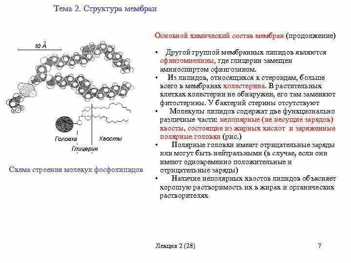Схема строения молекул липидов. Химический состав липидов мембран. Химический состав биологических мембран. Химический состав мембраны клетки.