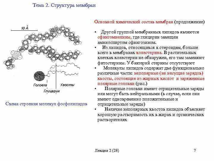 Структуры состоящие из мембраны. Схема строения молекул липидов. химический состав липидов мембран. химический состав биологических мембран. химический состав мембраны клетки.
