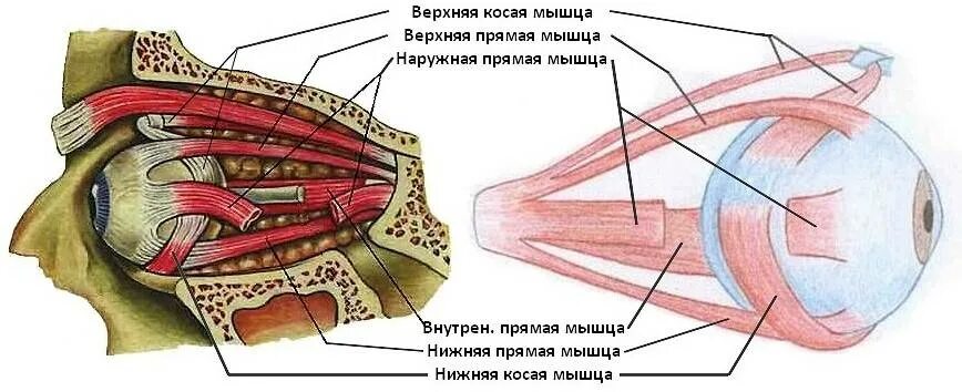 Имеет место крепления глазодвигательных мышц. Глазодвигательные мышцы строение. Строение мышц глазного яблока. Глазодвигательные мышцы глаза. Глазодвигательные мышцы глаза строение.