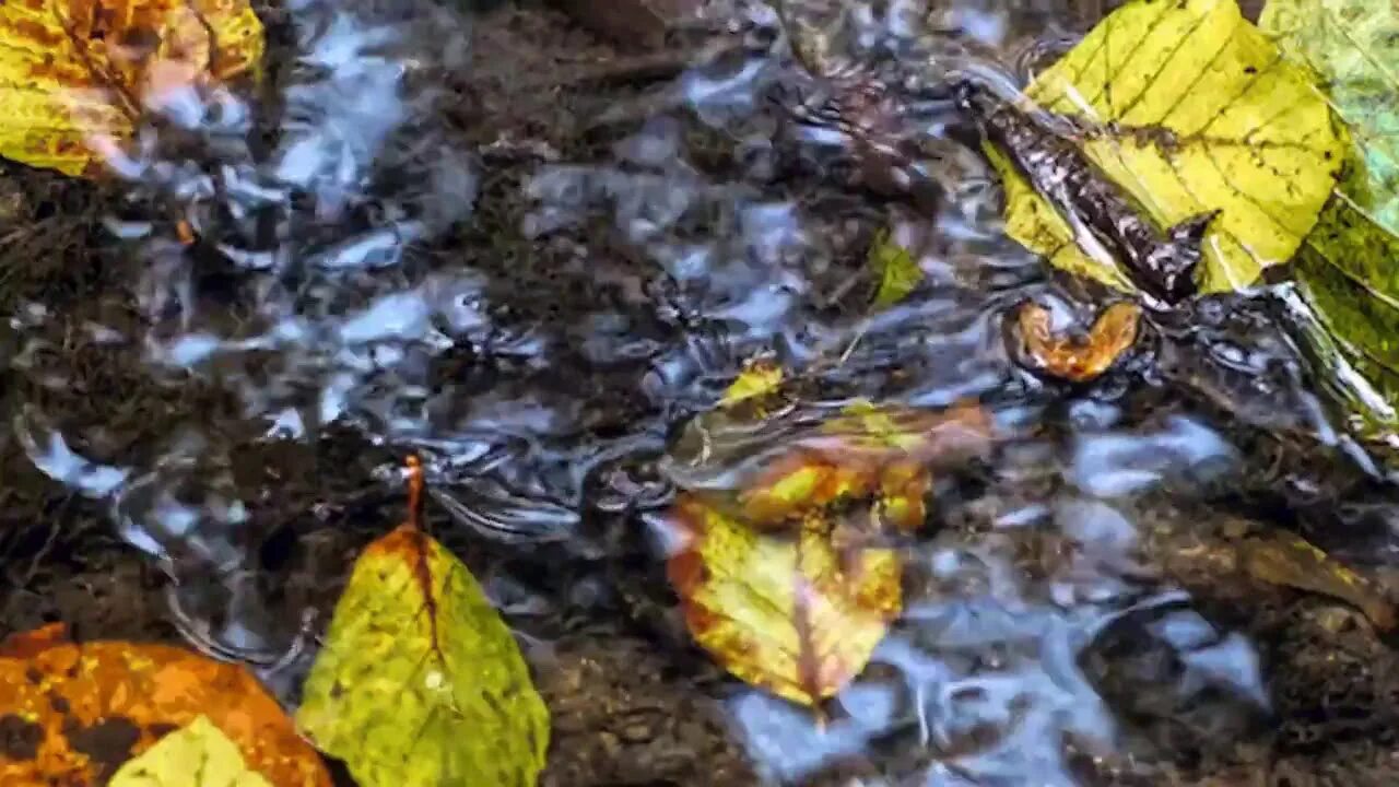 Падающие листья в воду. Листья в ручье. Листья в луже. Осенние листья в ручье. Желтые листья на воде.