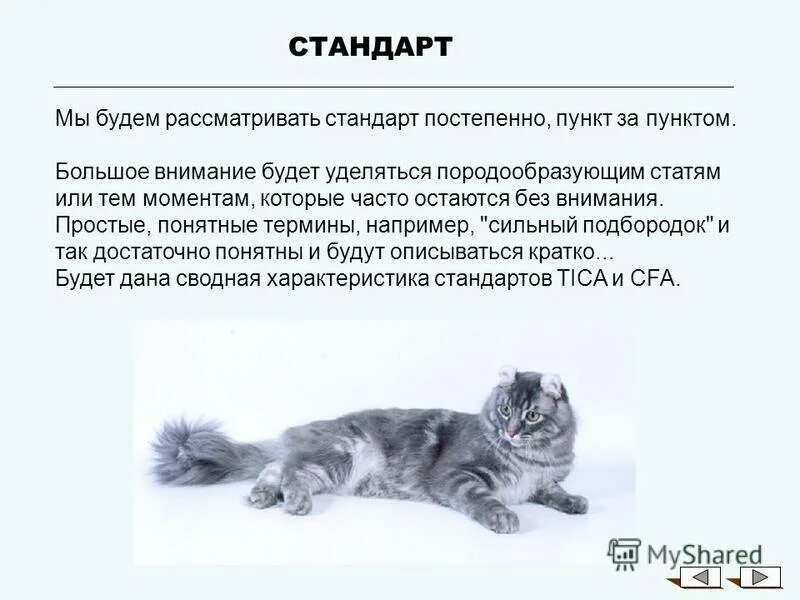 Общее описание кошек. Кёрл кошка описание. американский кёрл кошка описание породы и характера. порода кошек керл характеристики. американский кёрл характер.