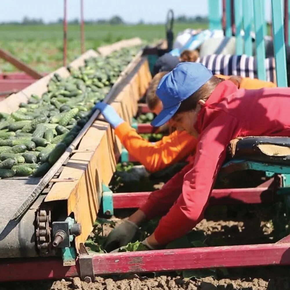 Сбор урожая. Трактор для сбора клубники. Уборка урожая огурца. Комбайн для сбора огурцов.