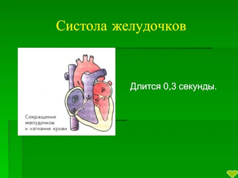 Систола желудочков длится дольше систолы предсердий. Систола желудочков длится. Систола желудочков длится в секундах. Систола желудка длится. Систола длится 0,3 с.