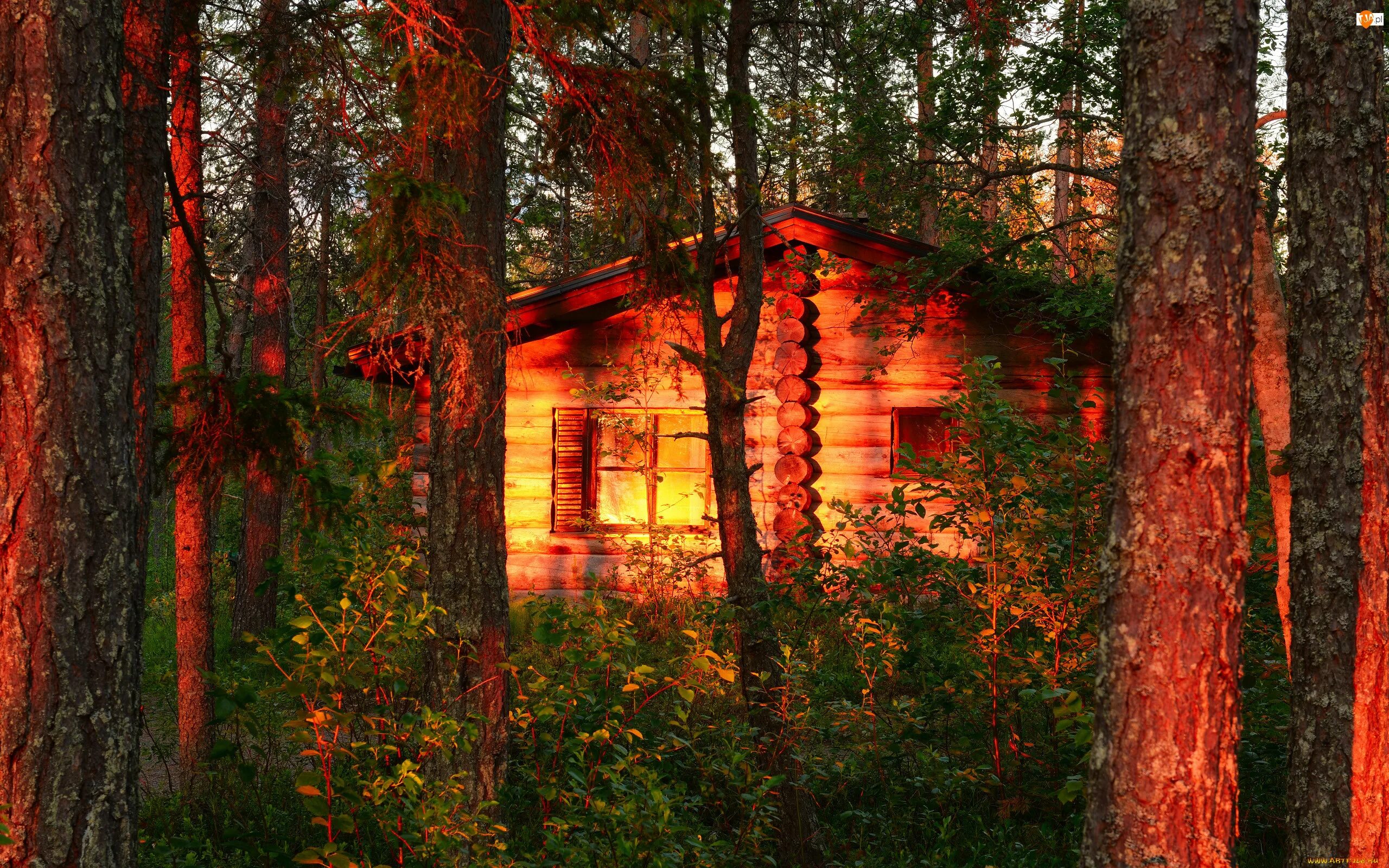 В избах красным огнем. Боровецкий лес дом отшельника. Домик в лесу. Изба в лесу. Дом в лесу.