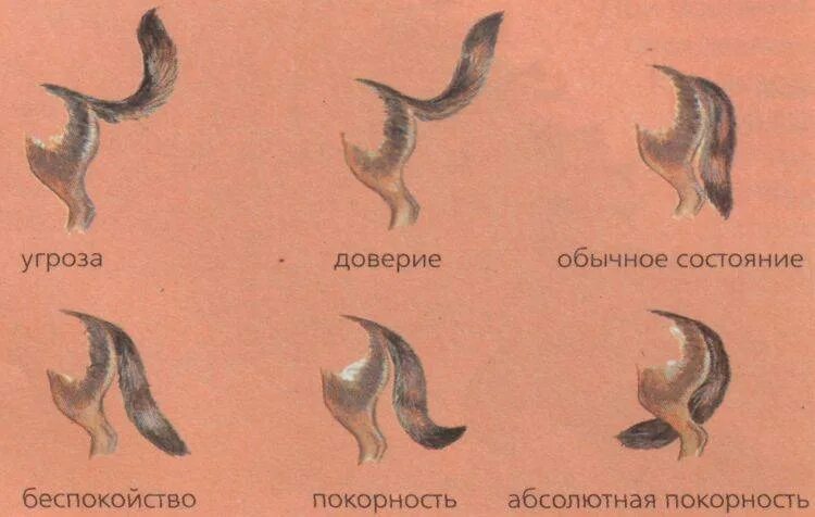 Хвост несколько значений. Положение хвоста у собак. что означает положение хвоста у собаки. настроение собаки по хвосту. хвост собаки значение.