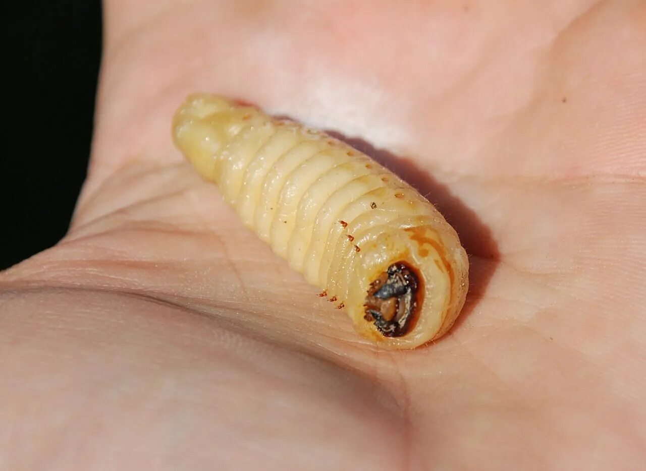 Большие личинки в дереве. Жук древесный Точильщик личинка. Личинка жука древоточца. Prionus coriarius личинка.