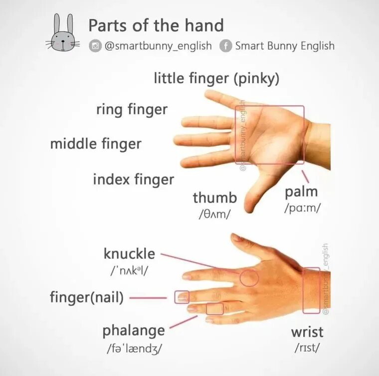 Fingering meaning