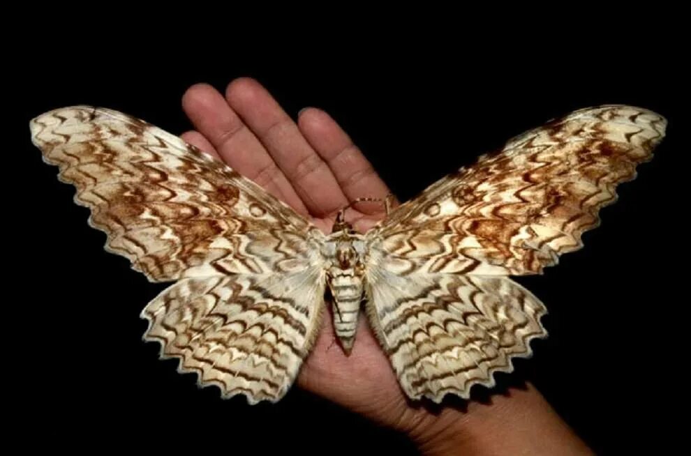 Огромные бабочки порхали. Бабочка гизания Агрипины. Бабочка бразильская совка Агриппа.