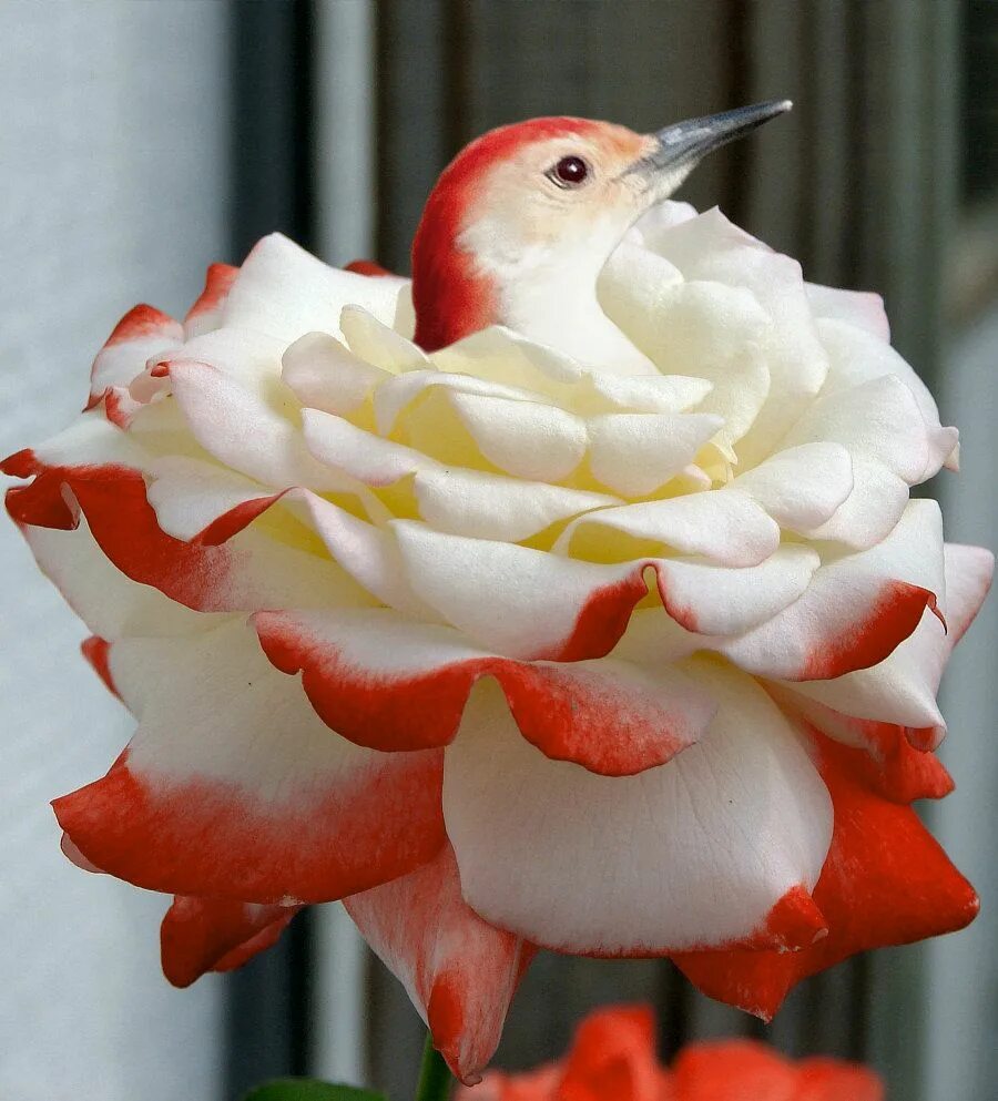 Pin by Анна on Roses Beautiful birds, Beautiful roses, Fresh flowers arrangement