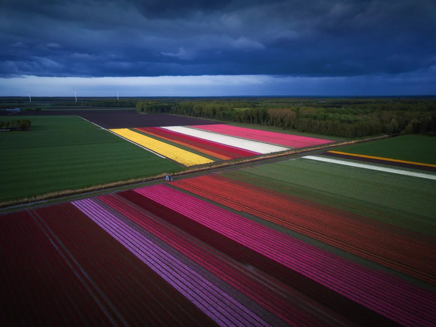 Где тюльпановые поля. Тюльпановые поля в Нидерландах. Амстердам тюльпановые поля. Голландия тюльпановые поля сверху. Тюльпановые поля в Голландии фото.